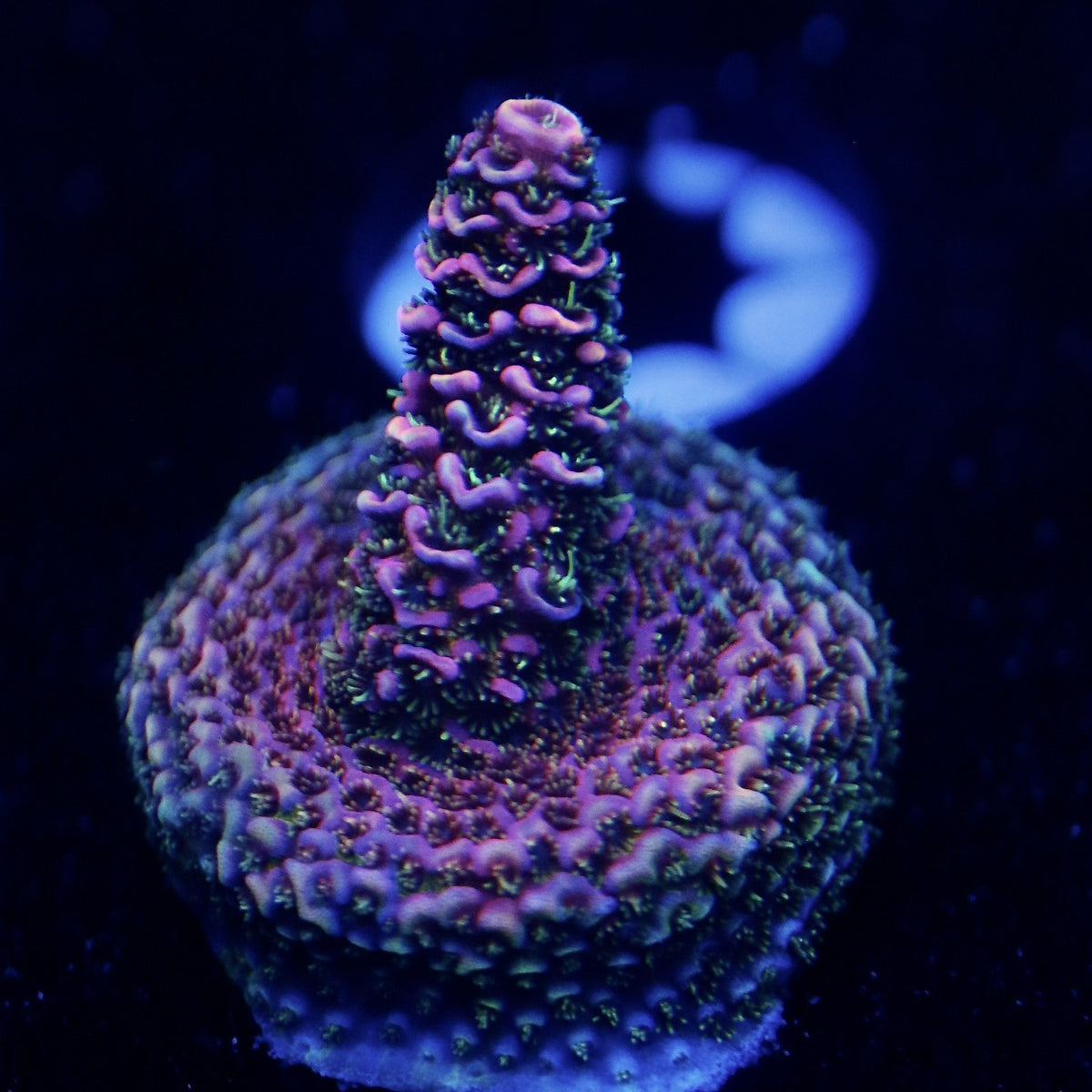 Bahama Mama frag