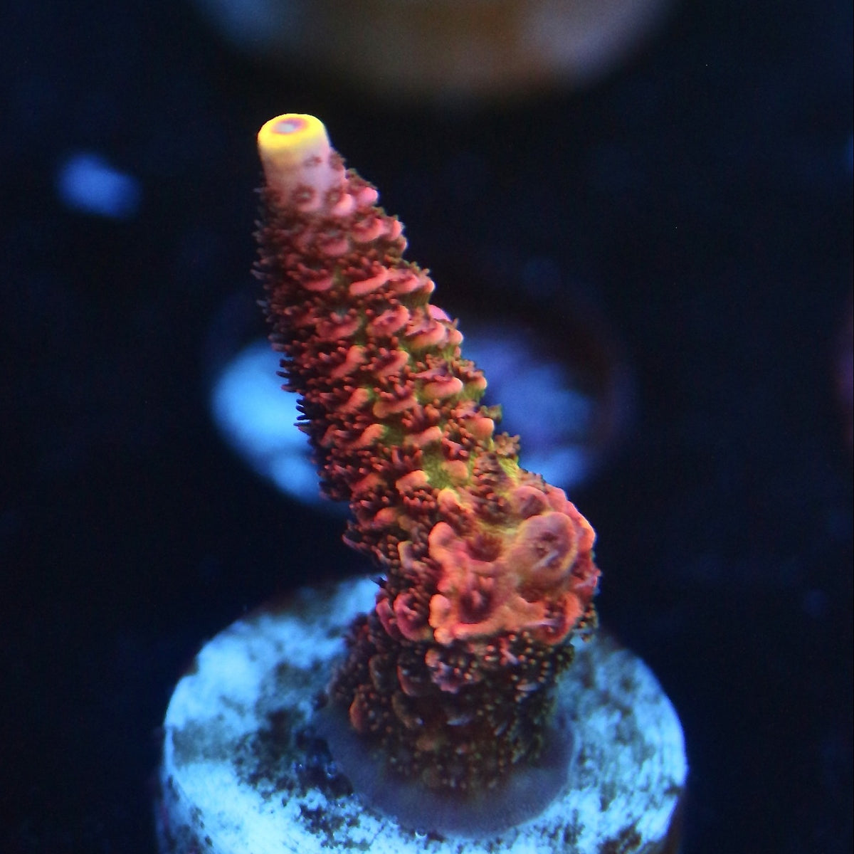 FarmerTy Lava Monster Acro