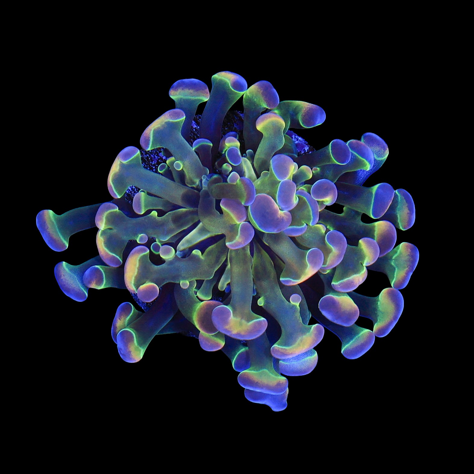 Branching Hologram Hammer