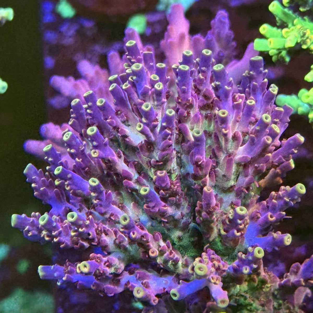 Jared’s Bubbleyum Acro