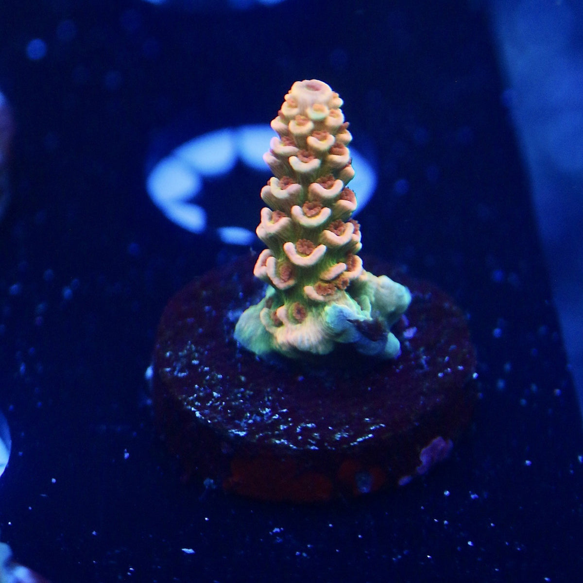 RRC Mardi Gras frag