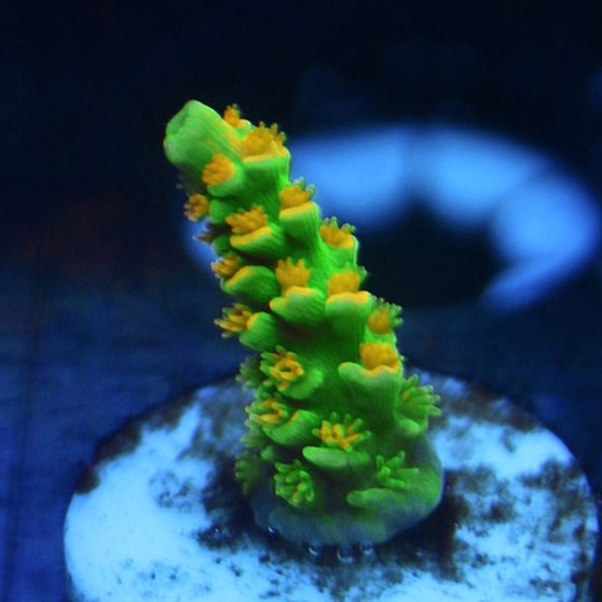 MattV Rainbow Envy Acro