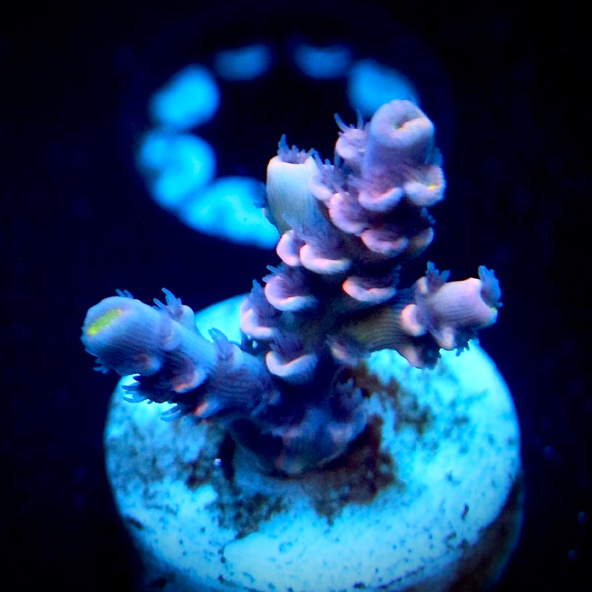 WWC Pink Panther - Medium frag