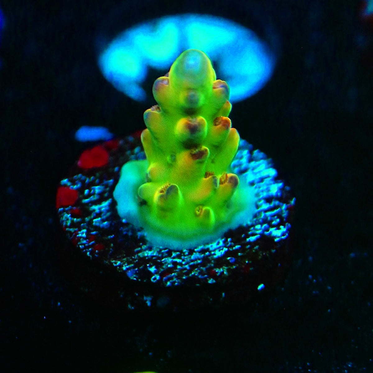 POTO Enigma Acro WYSIWYG