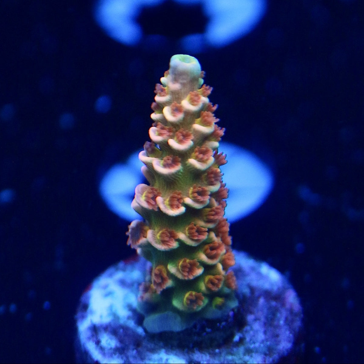 RRC Mardi Gras Acro - Deal of the Day