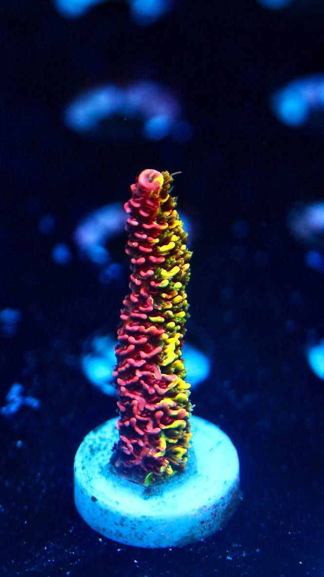RRC Rainbow Splice Acro (TRUE 50/50 SPLICE)