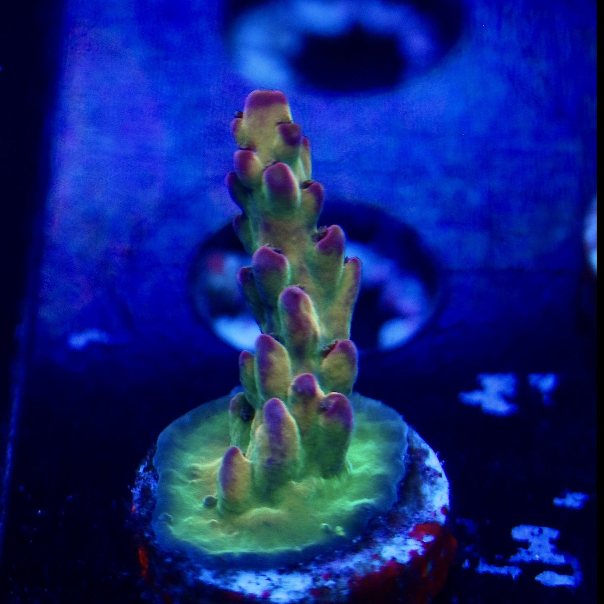 TRC Rainbow Smoothie Acro WYSIWYG