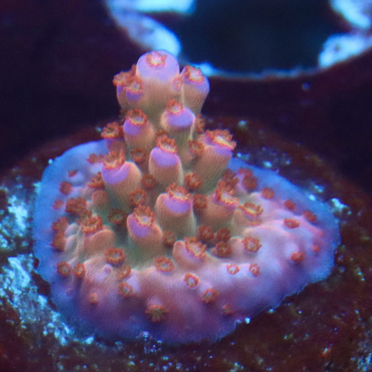 Sanjay’s Red Photon Acro