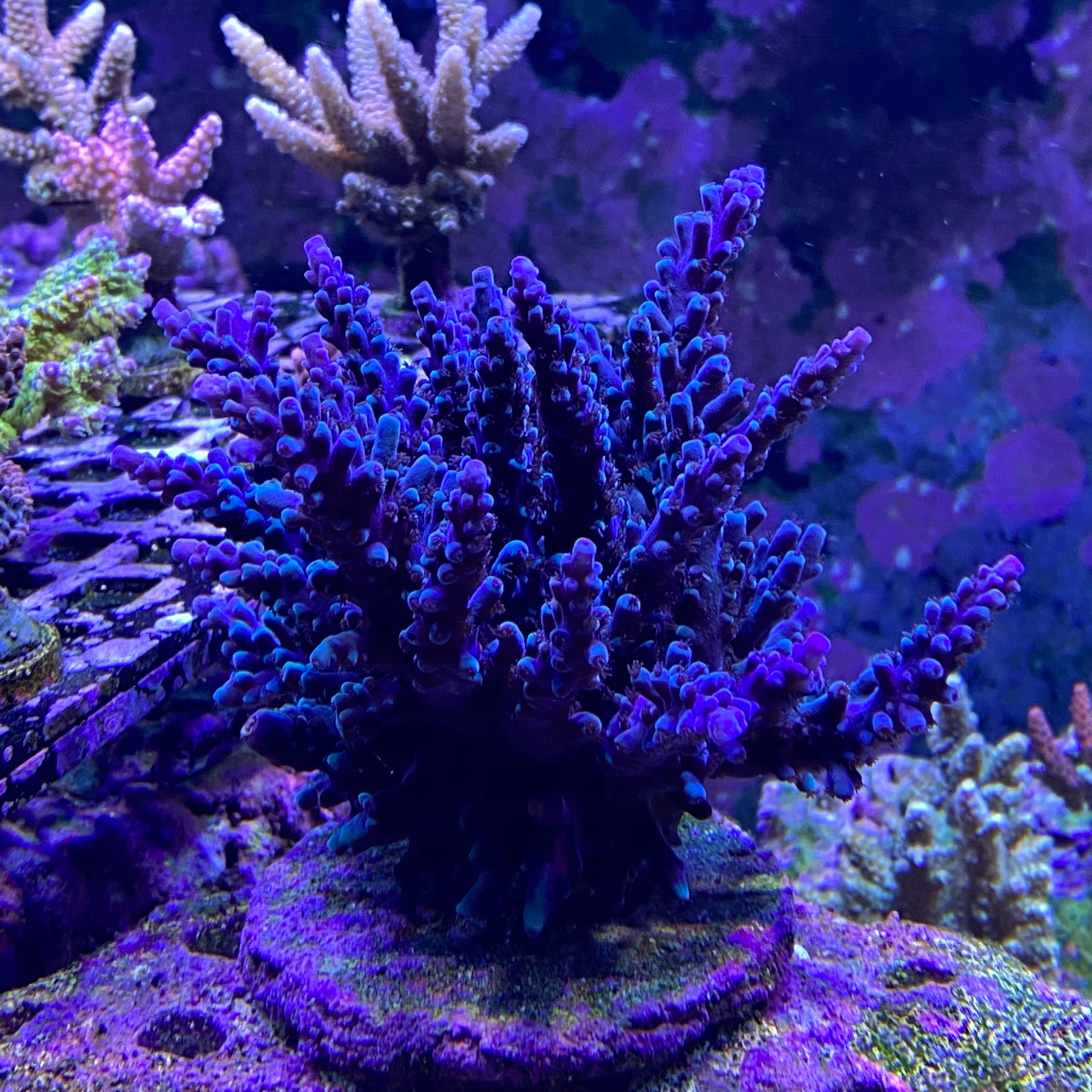 Oregon Tort Acro