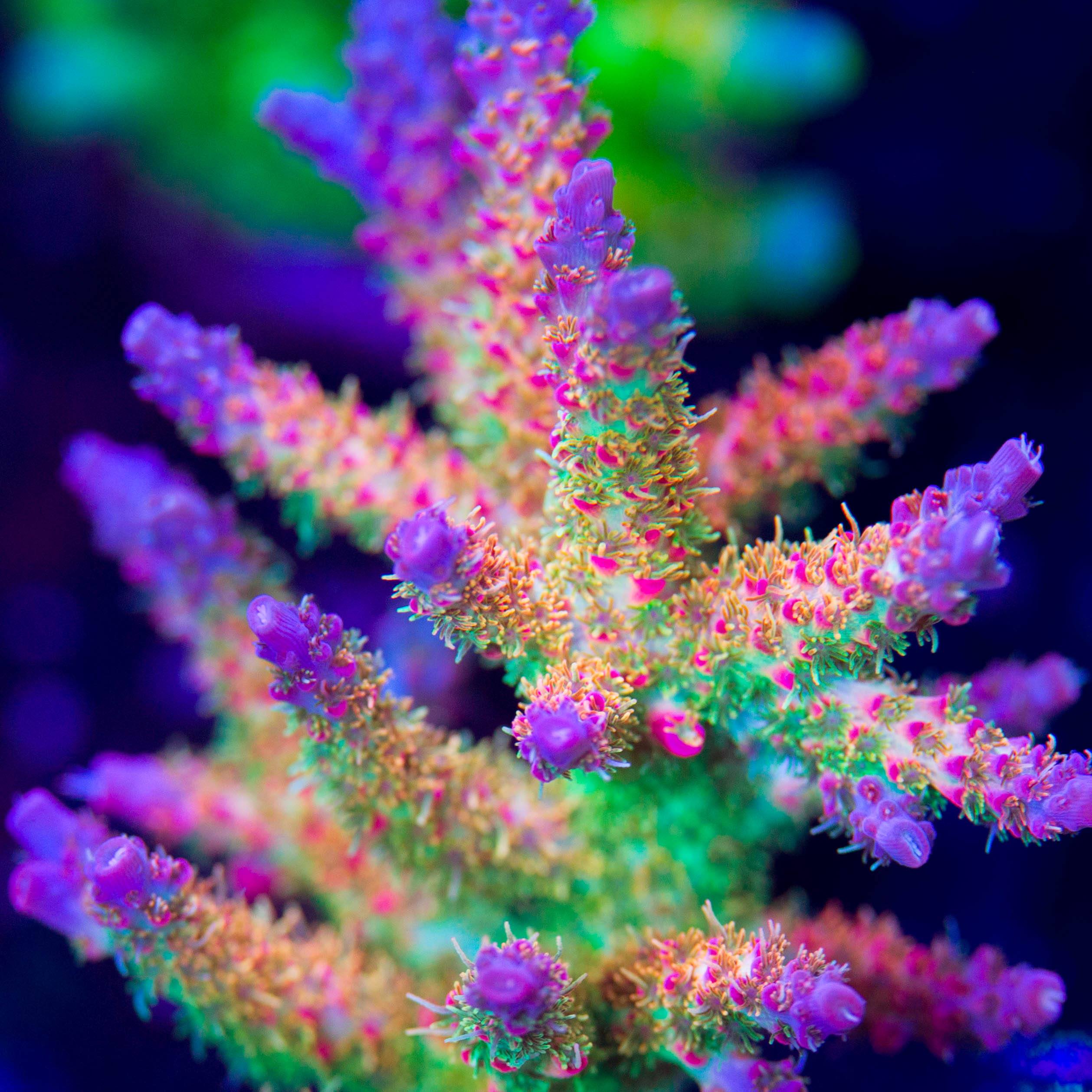 Vivid Confetti 50% off (3 month delay)