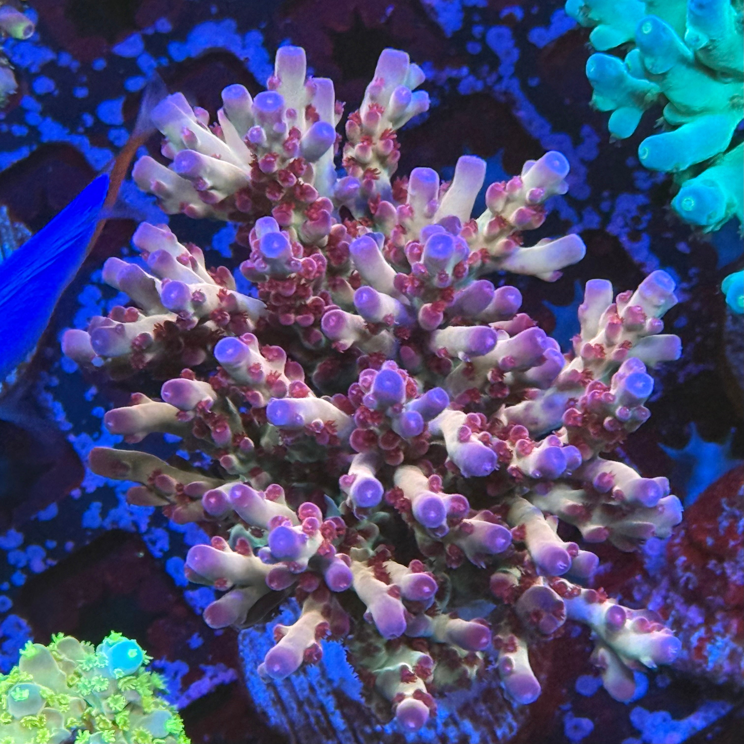 RRC OG Avenger 50% off (3 month delay)