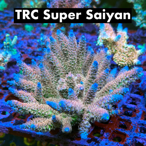 TRC Super Saiyan Black Friday
