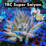 TRC Super Saiyan