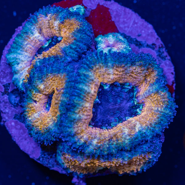 Sunset Peach Acan