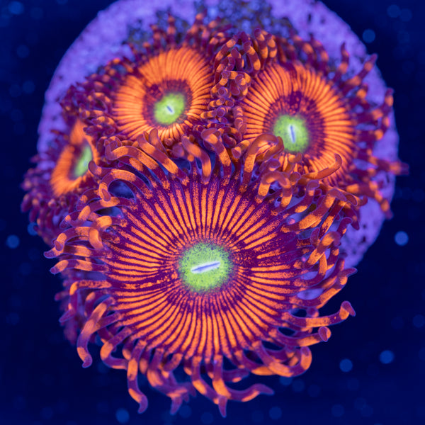 Hyper Phoenix Zoa