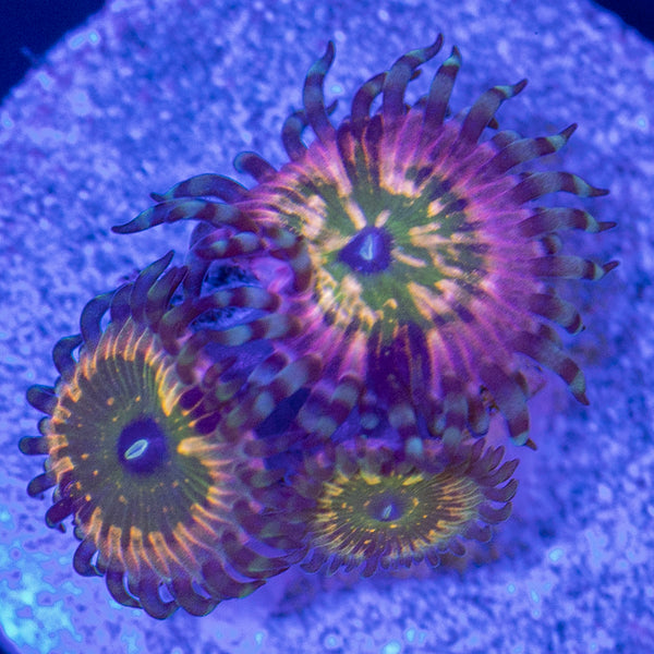 CK Monsters INC Zoa TRIPPLE!