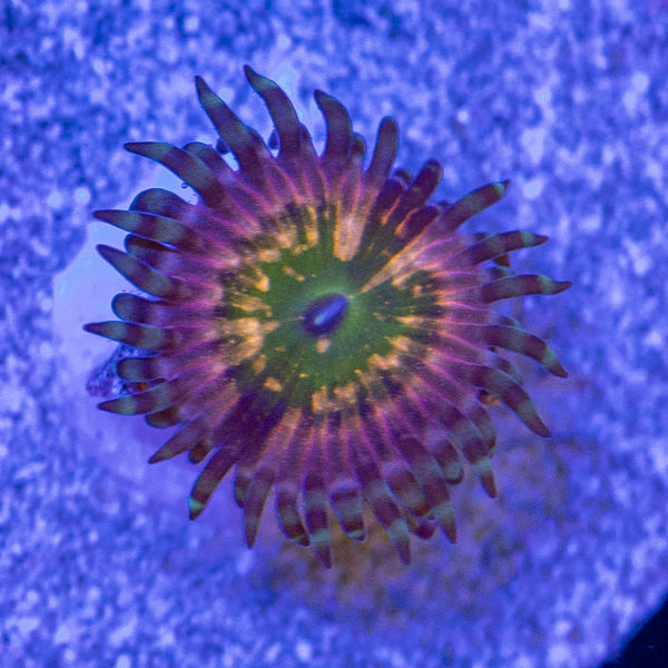 CK Monsters INC Zoa