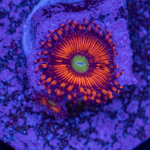 Hyper Phoenix Zoa