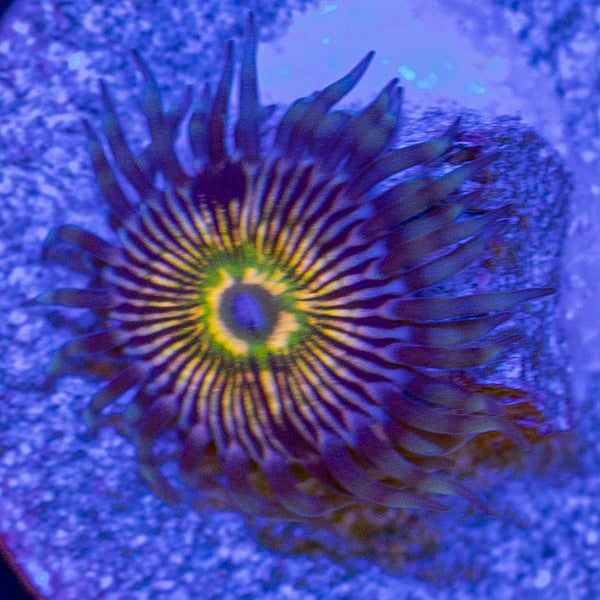 RFU Oscillator Zoa
