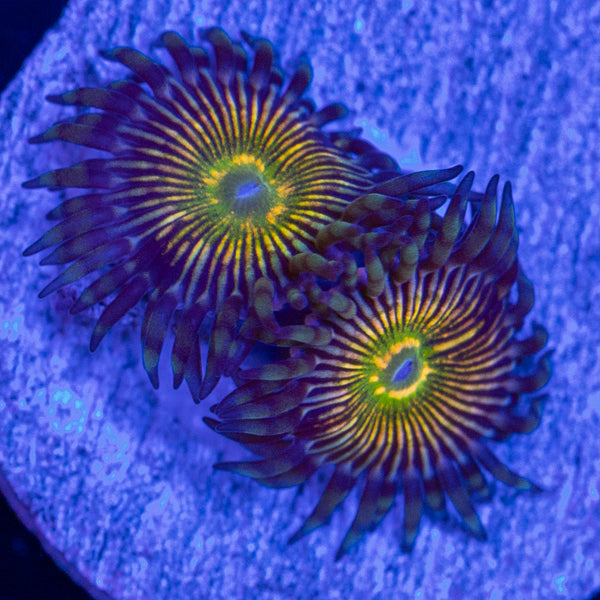 RFU Oscilator Zoa