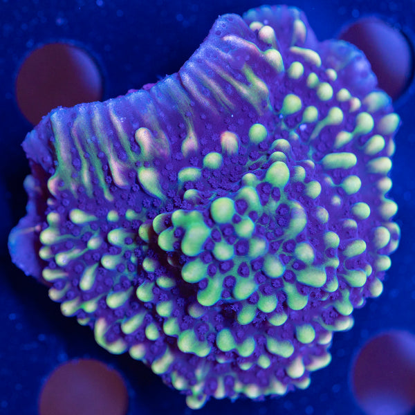 WWC Dark Portal Monti