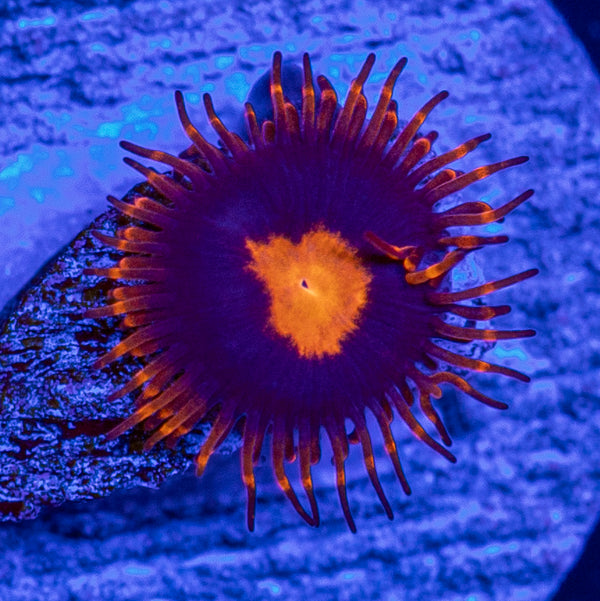 My Clementine Zoa