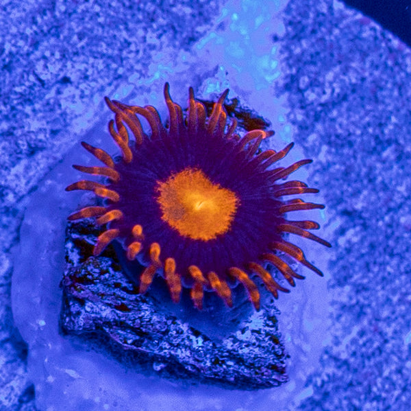 My Clementine Zoa