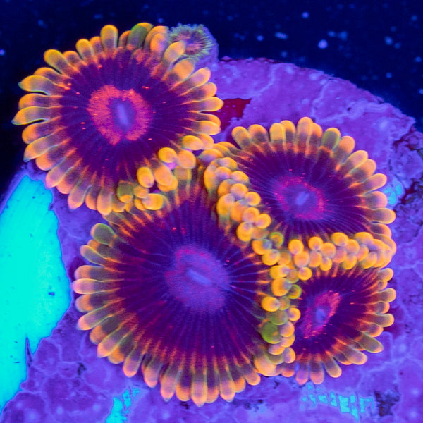Jedi Mind Trick Zoa