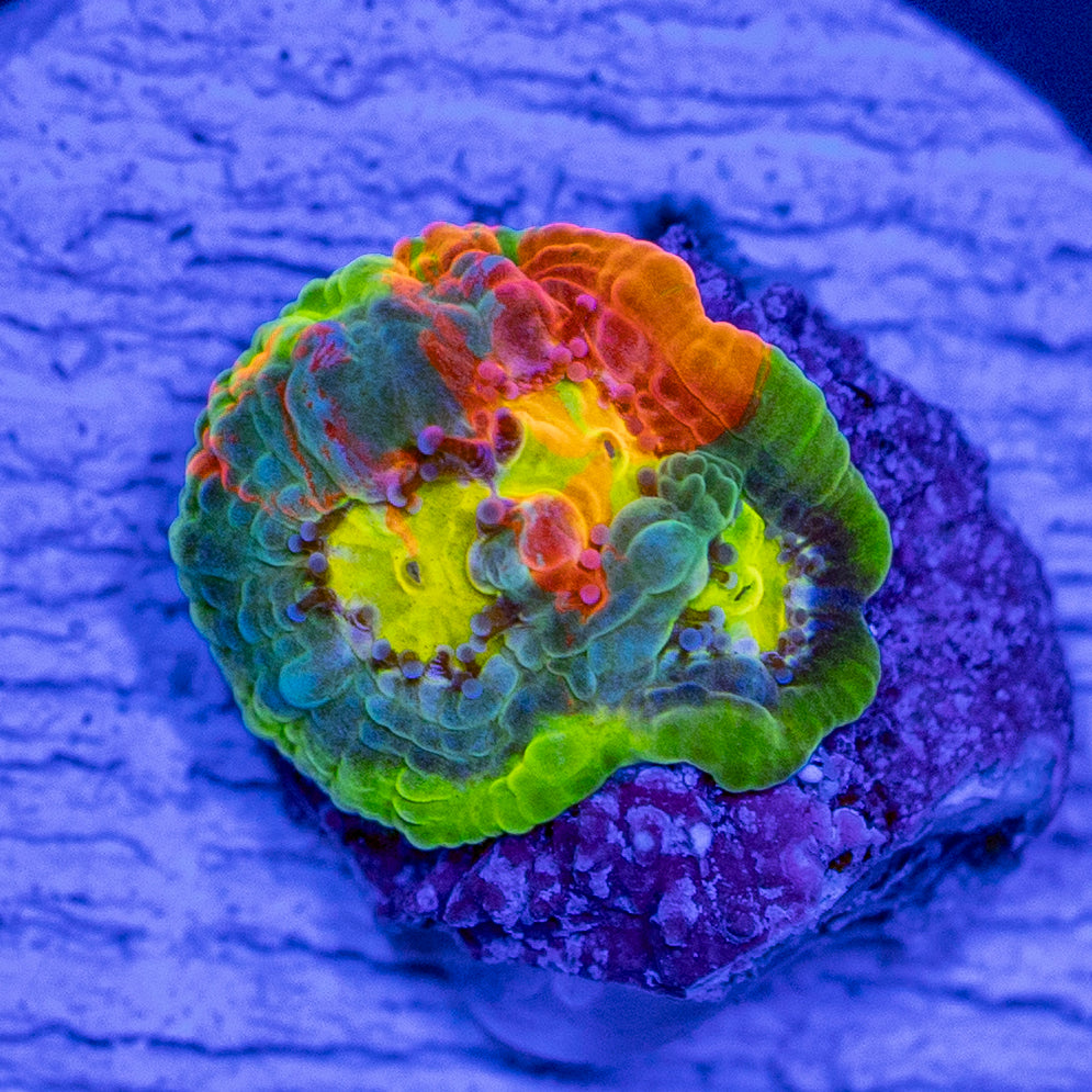 Rainbow Chalice Frag