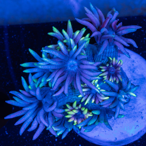 OG Wonderland Goniopora