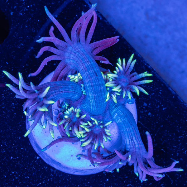 Wonderland Goniopora Frag