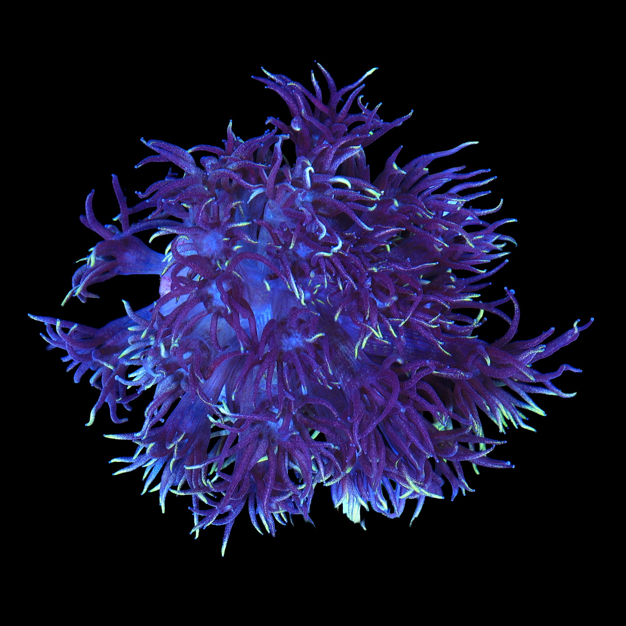 OG Wonderland Goniopora