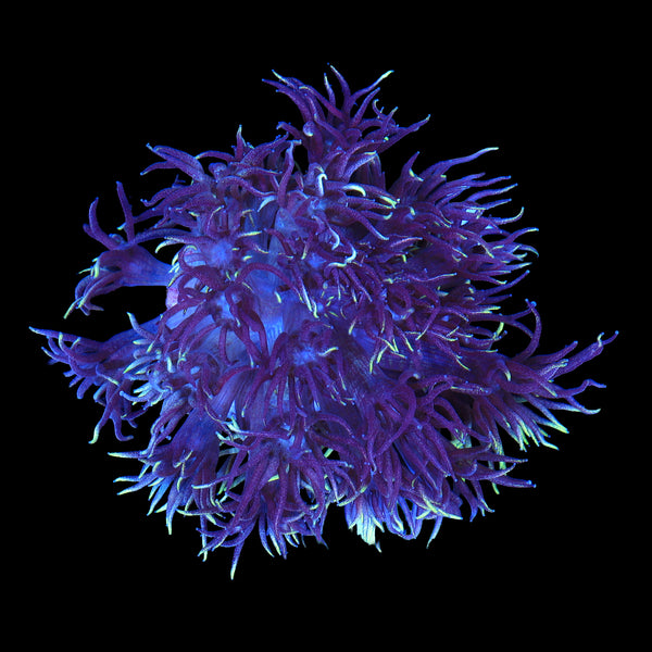 OG Wonderland Goniopora