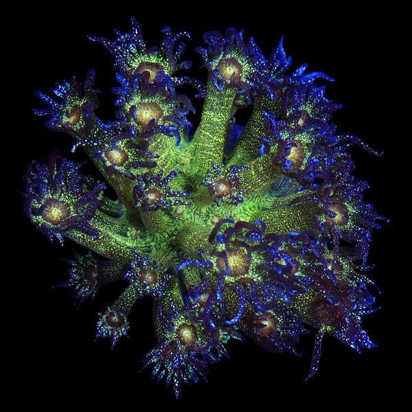 Glitter Bomb Goniopora