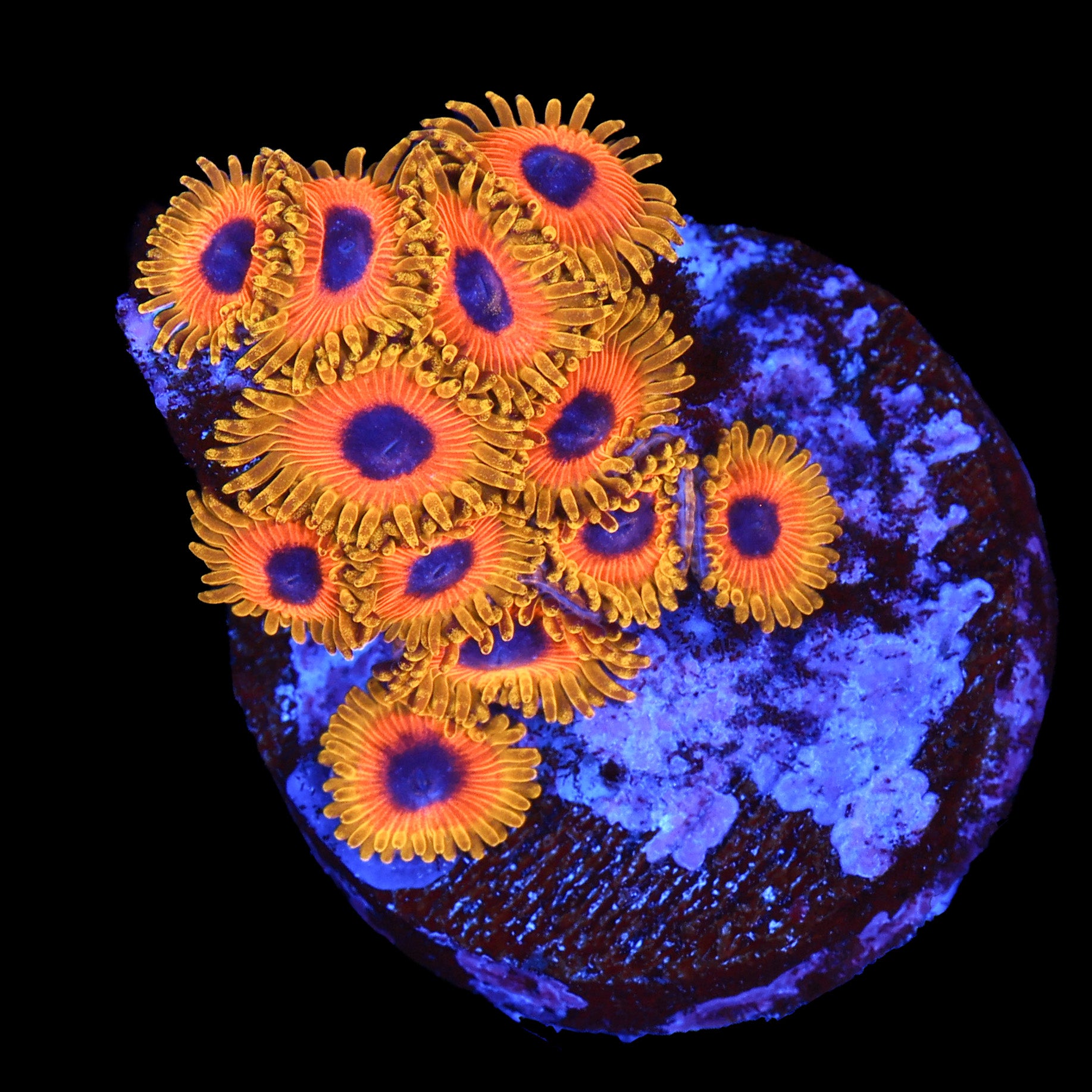Great Owl Zoa