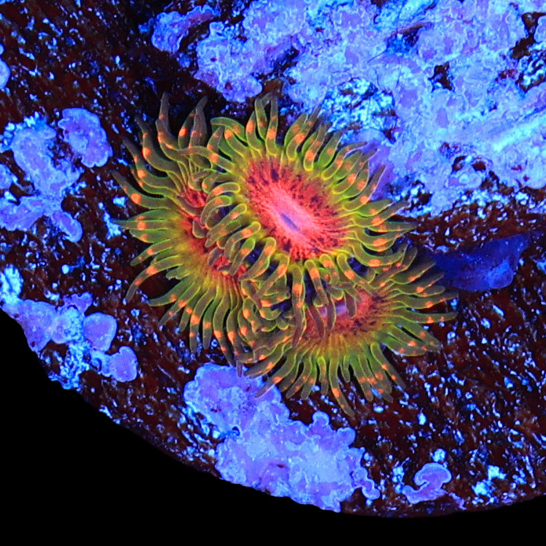 Awesome Blossom Zoanthids