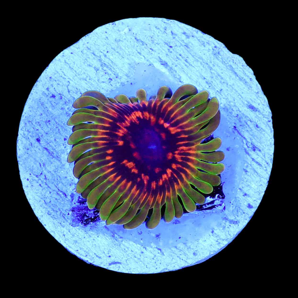 Hallucination Paly