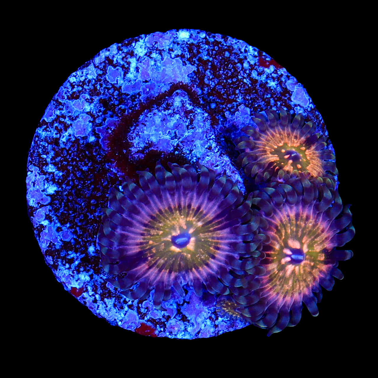 CK Monsters INC Zoanthids