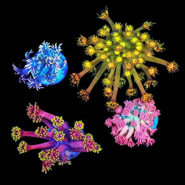 Insane Goniopora Frag pack