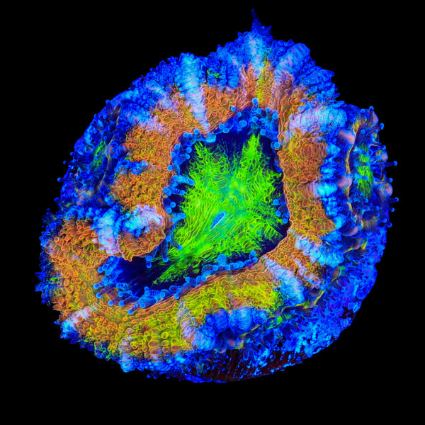 Sunset Peach Acan