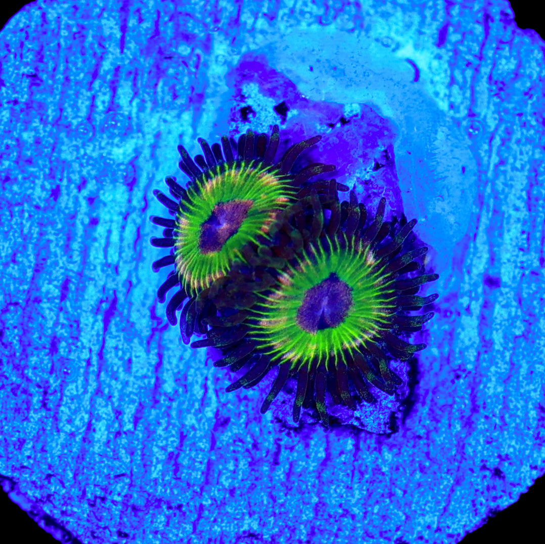 Luigi's Mansion Zoa