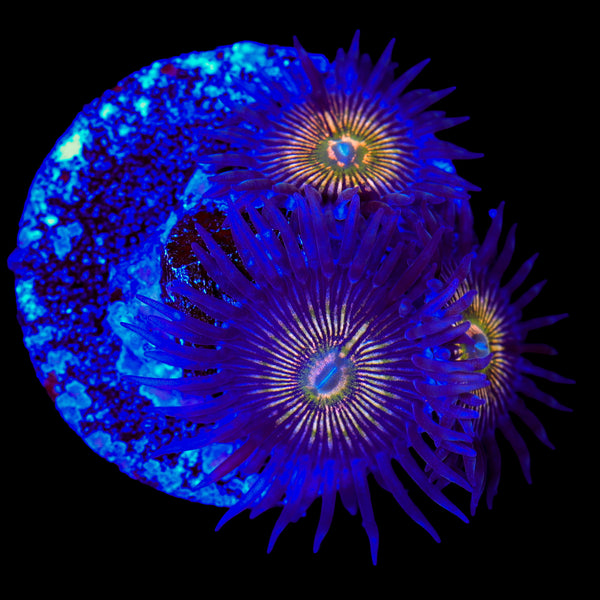 RFU Oscillator Zoanthids