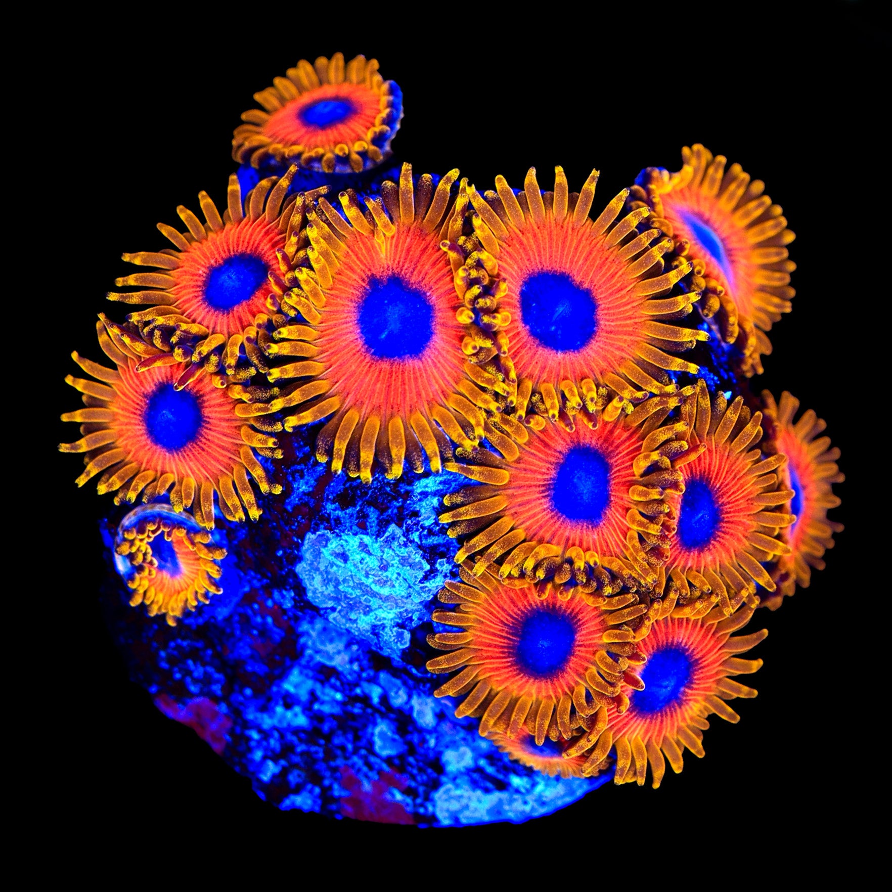 Great Owl Zoanthid Colony