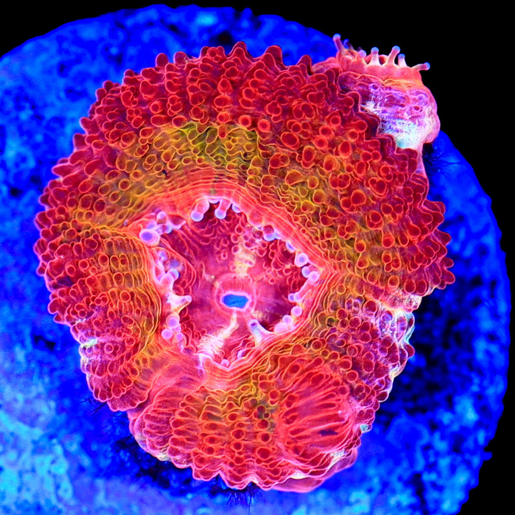 Solar Flare Acan (Rare)