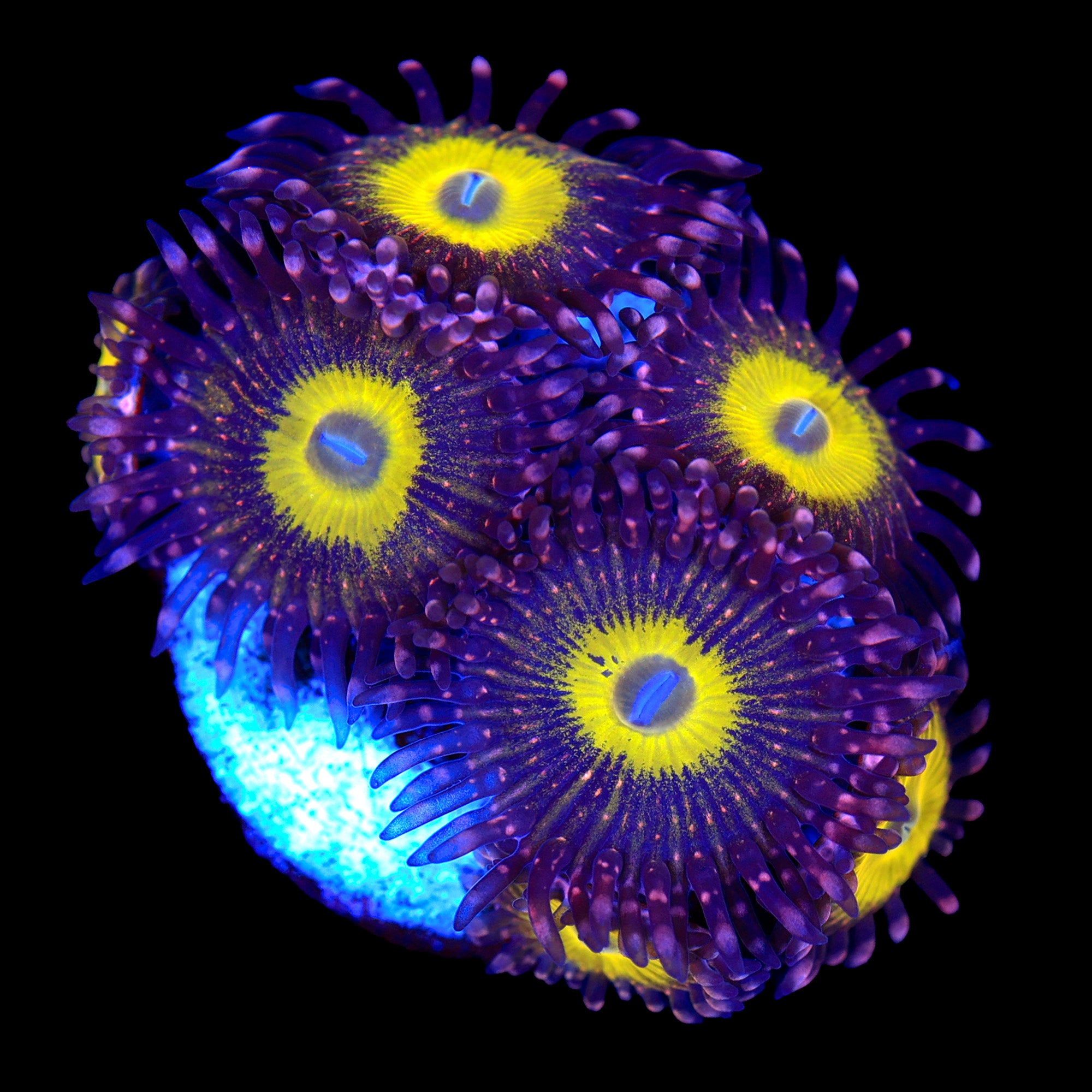 Pink Hippo Zoanthid Colony
