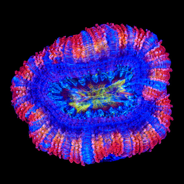 Rainbow Acan Frag