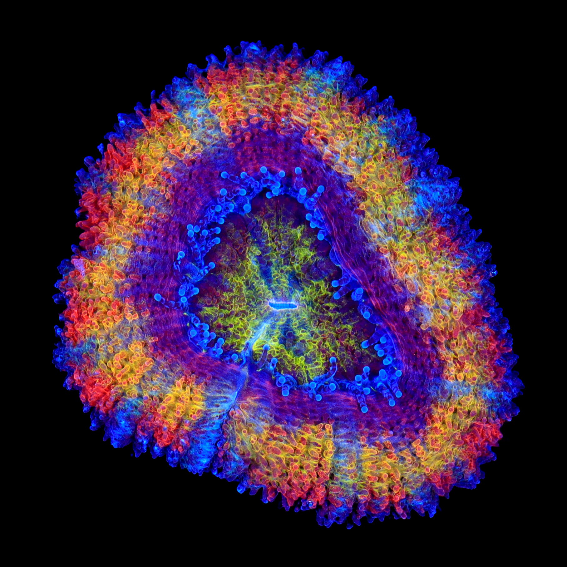 Insane Rainbow Acan