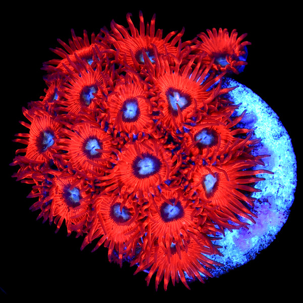 Charmander Zoanthid Mini Colony