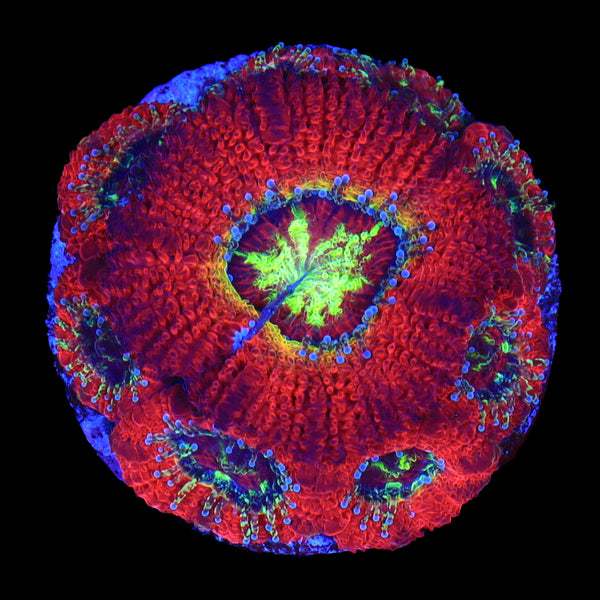Ruby Red Micromussa