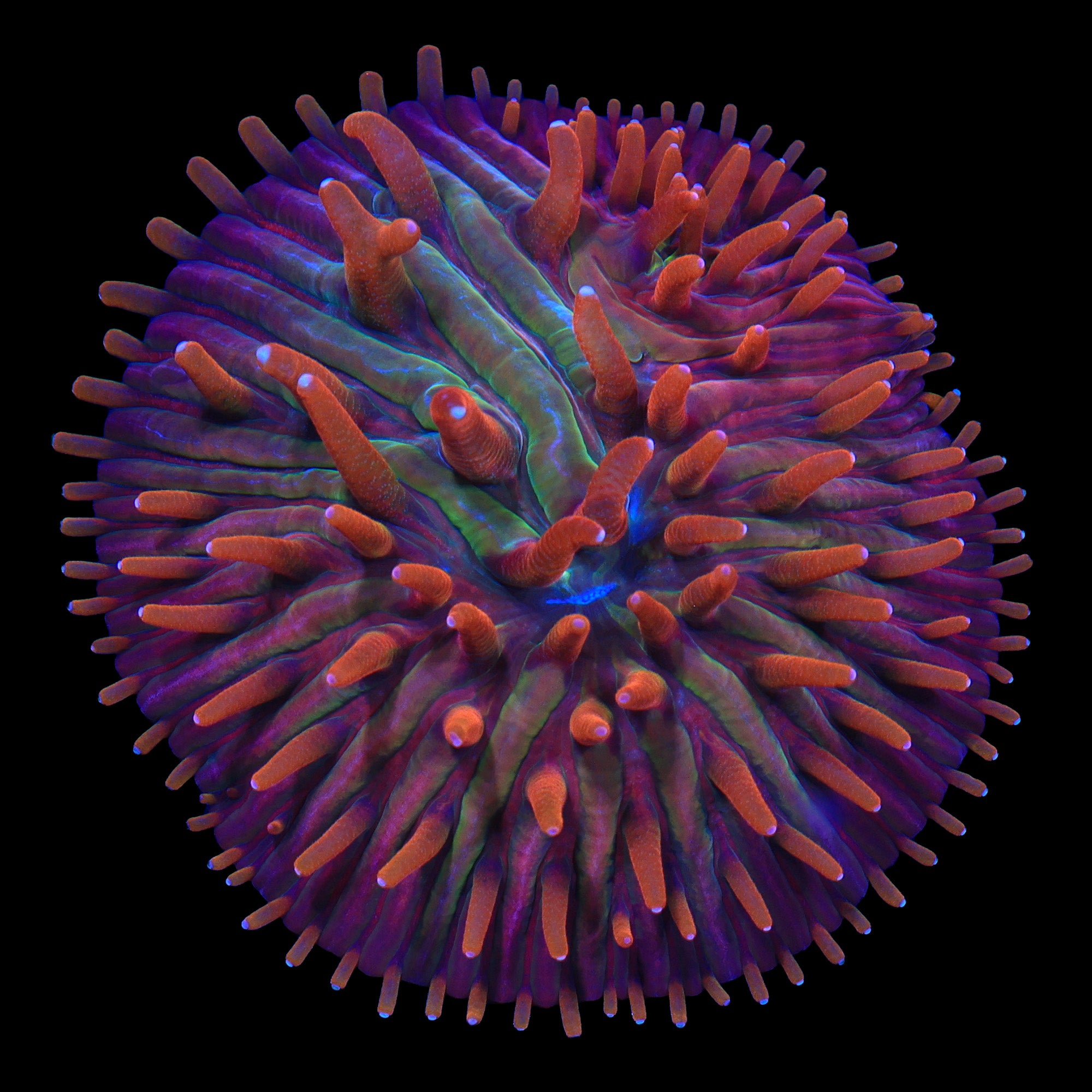 Rainbow Diaseris Plate